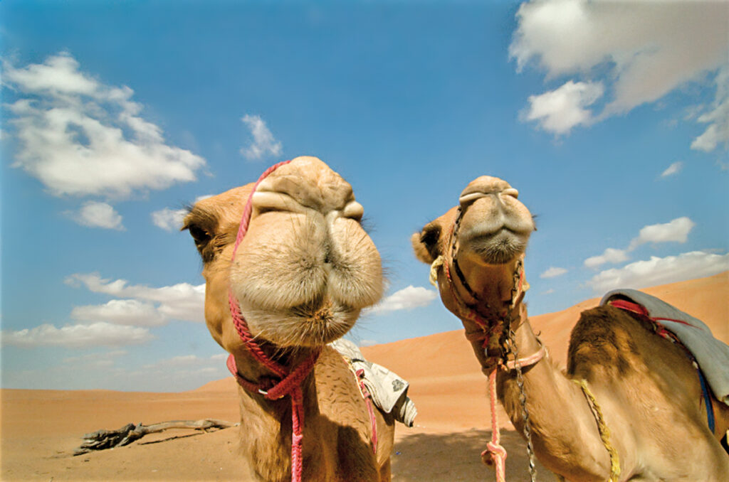 Zwei Kamele in der Wahiba-Wüste, Oman