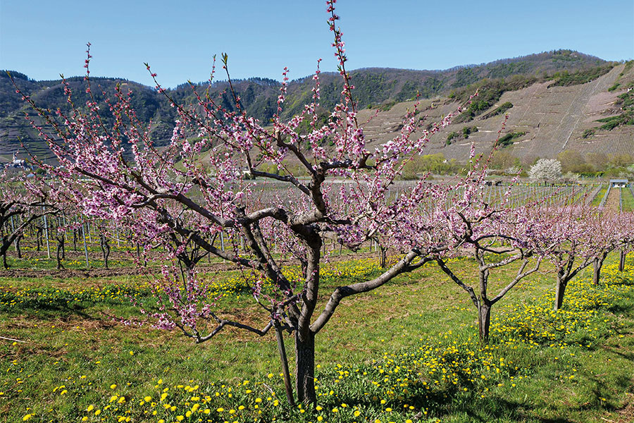 Pfirsichblüte bei Bremm