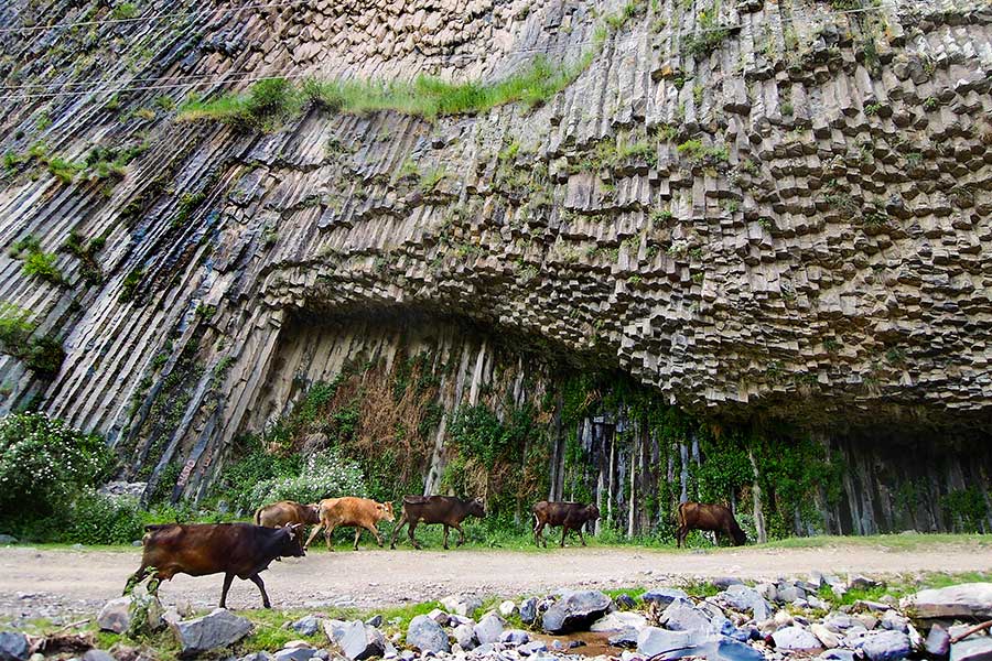 Kühe laufen unter einer steilen Felswand aus Basaltsäulen