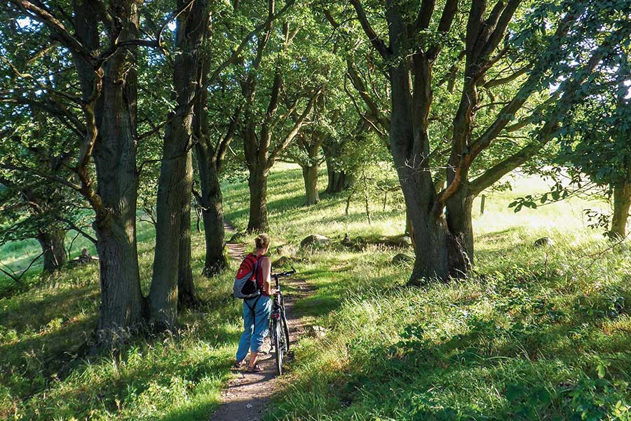 Frau mit Fahrrad steht zwischen Bäumen, Sommerstimmung