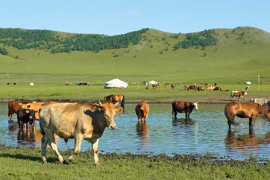Rinderherde in einem Wasserloch, dahinter grüne Hügel und Jurten