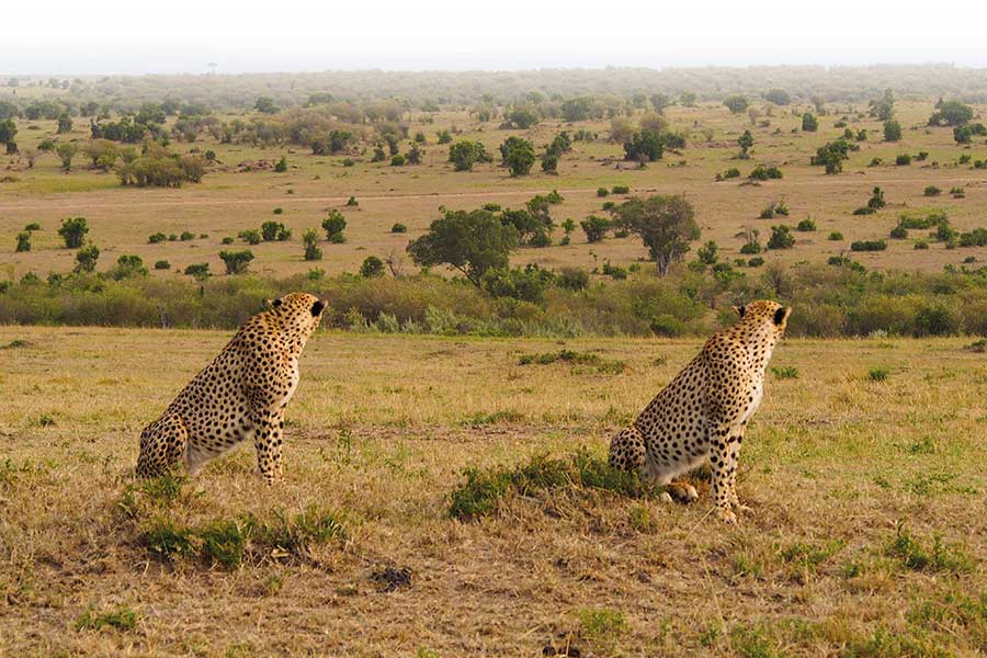 Zwei Geparden beobachten die Savanne