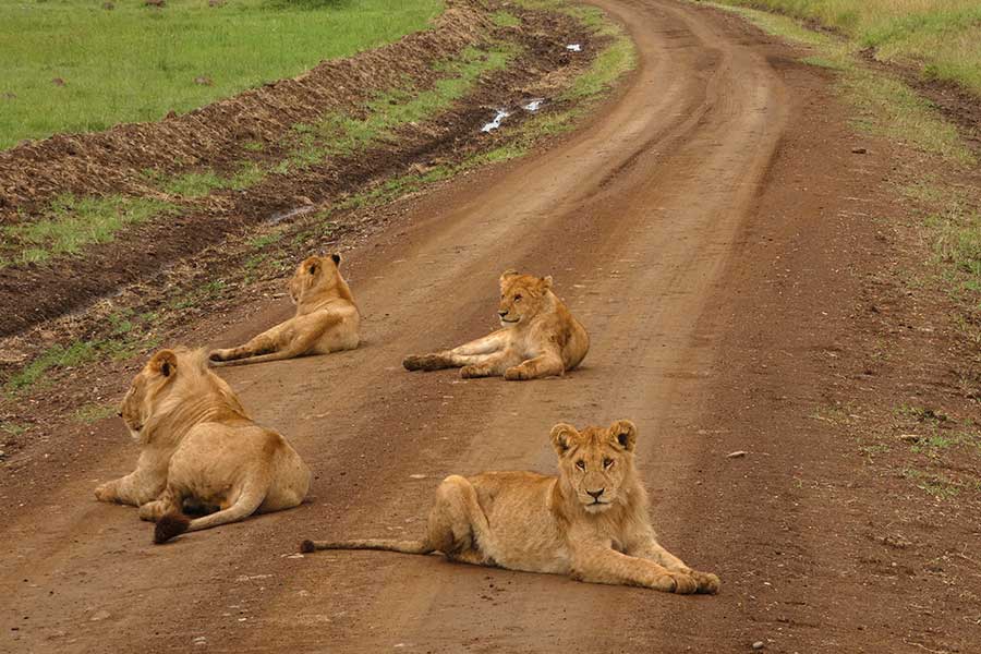 Vier Löwen liegen mitten auf einer Schotterstraße