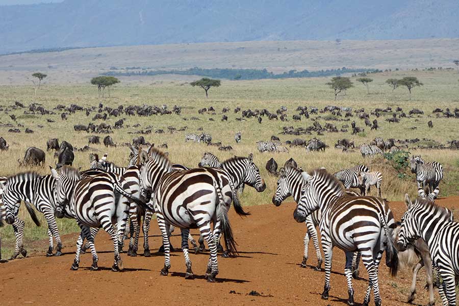 Savanne mit Hunderten Gnus und Zebras