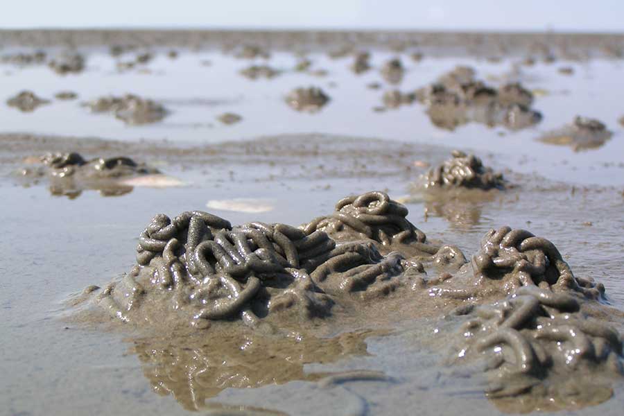 Gekringelte Sandhaufen im Watt